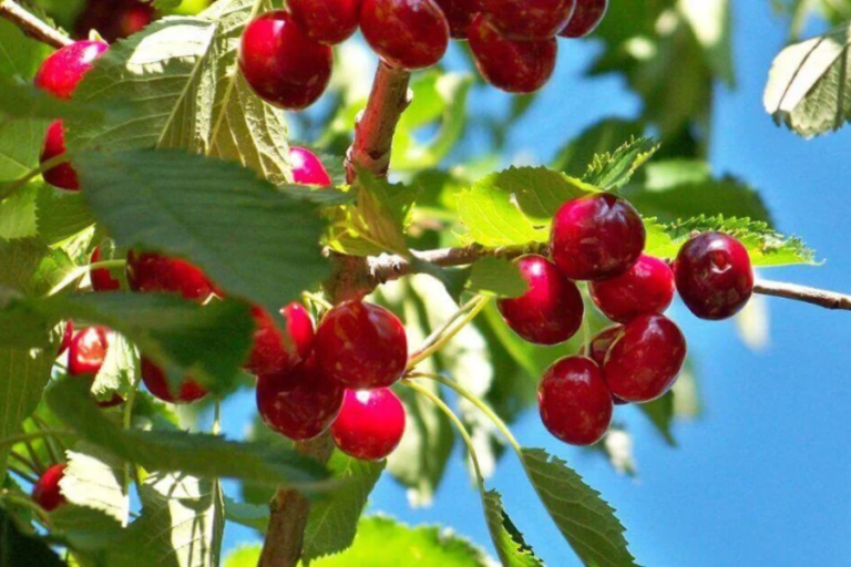 brouwer fruit - kersen verkoop